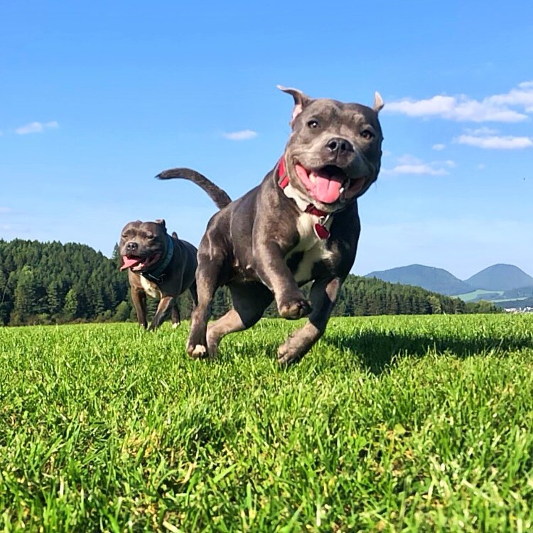 A Staffordshire Bull Terrier raised by Royal Paw House