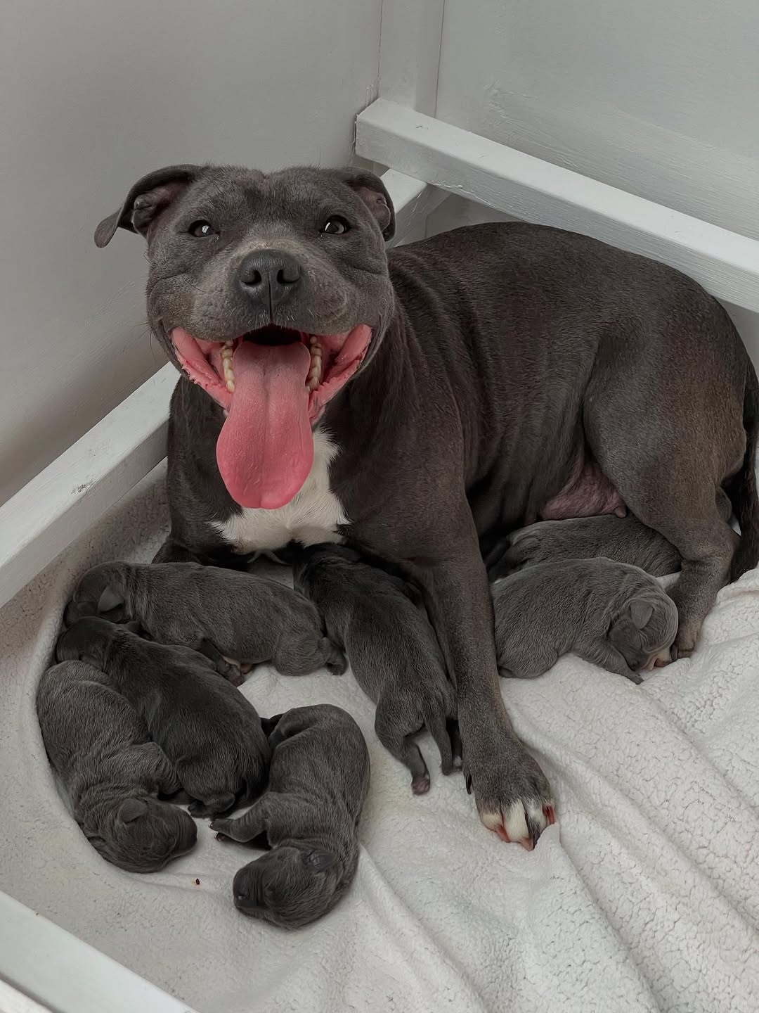 Royal Paw House family with their Staffies