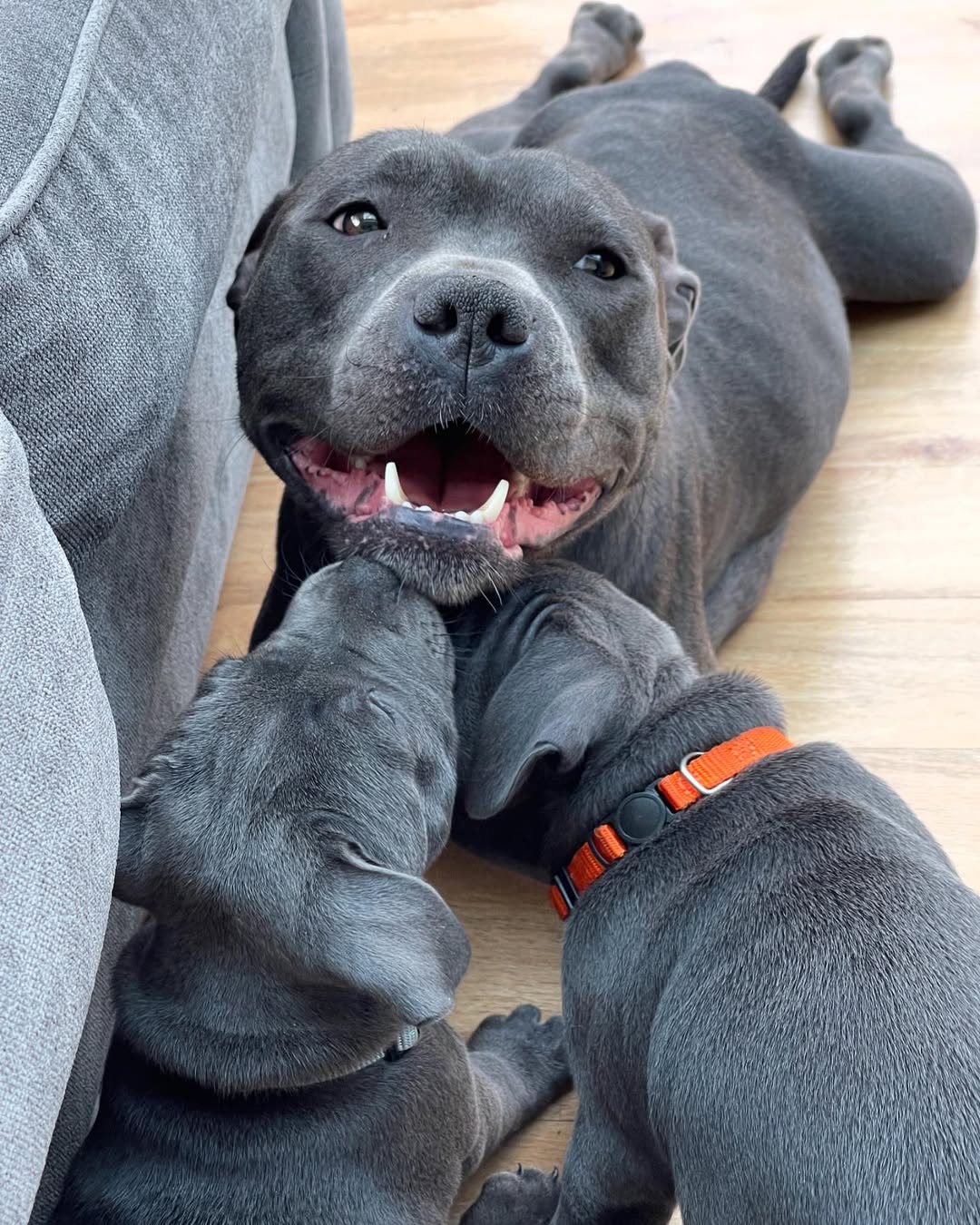 Staffie puppy at home with the family