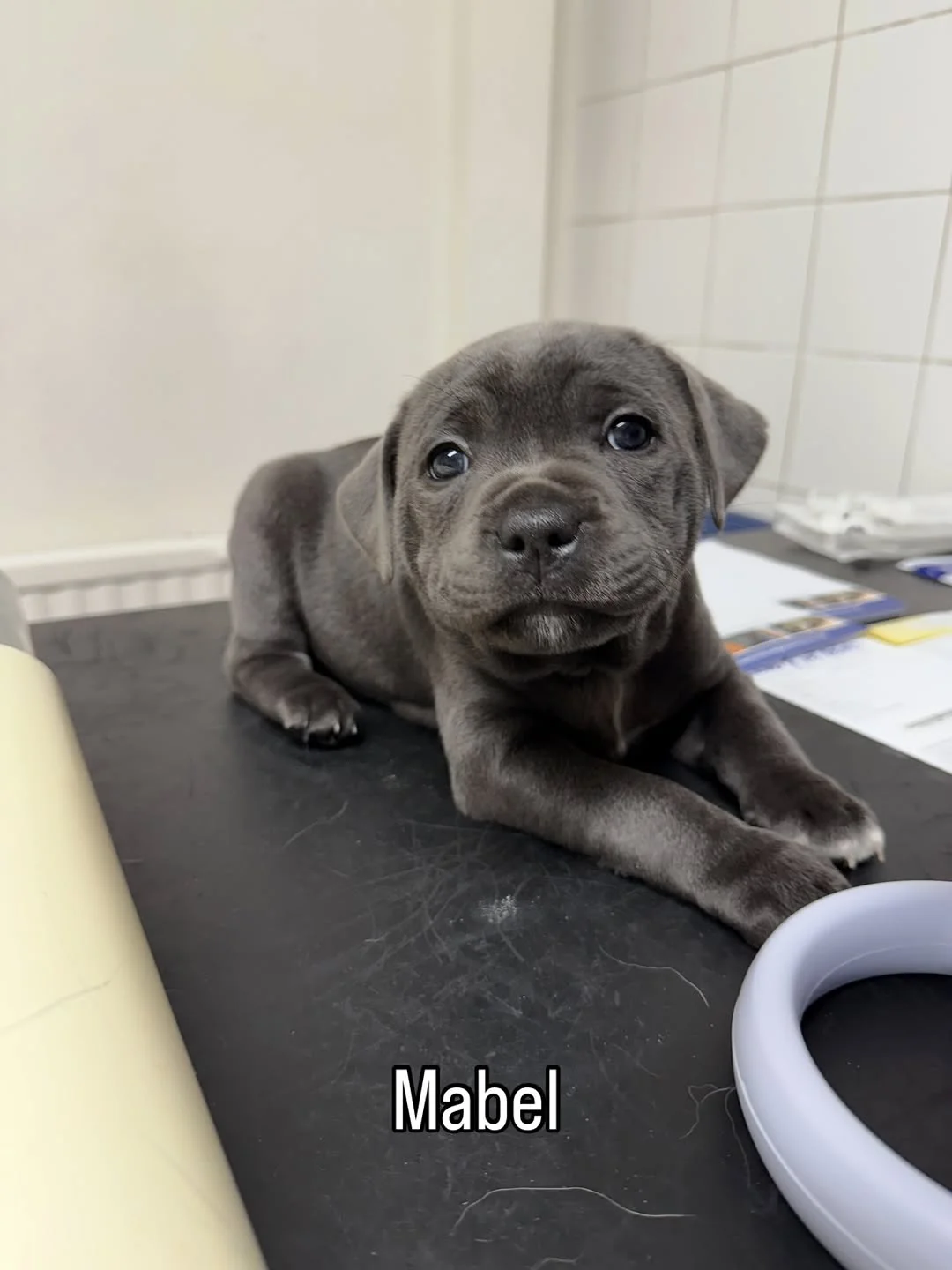 Mabel